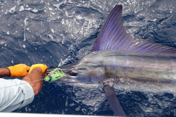 Image: Mick Fletoridis